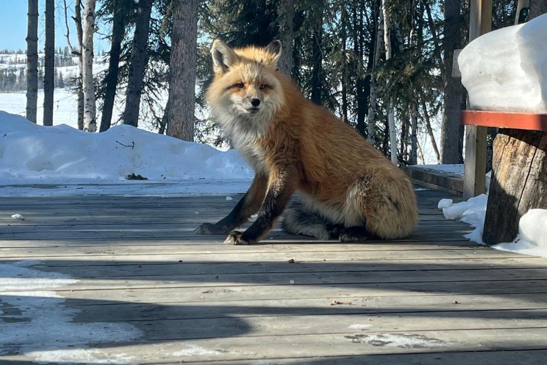 Photo of Others in Yellowknife