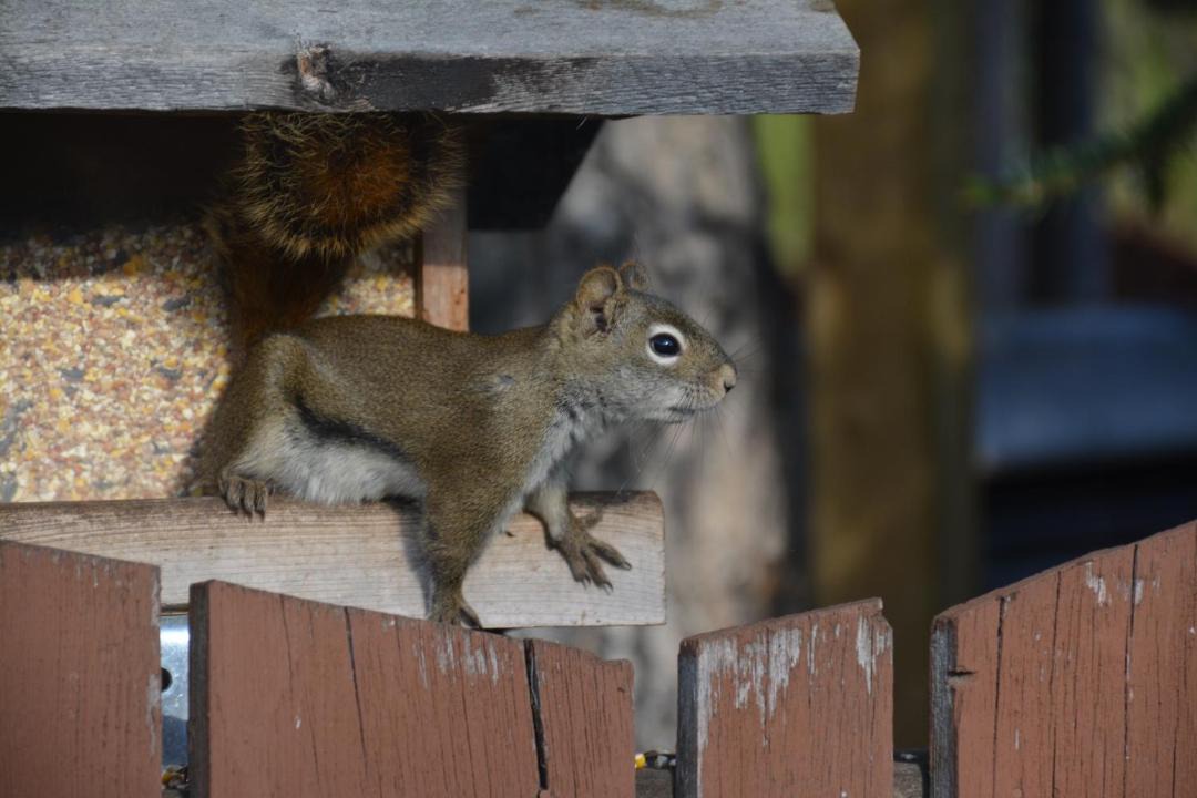 Photo of Others in Dease Lake