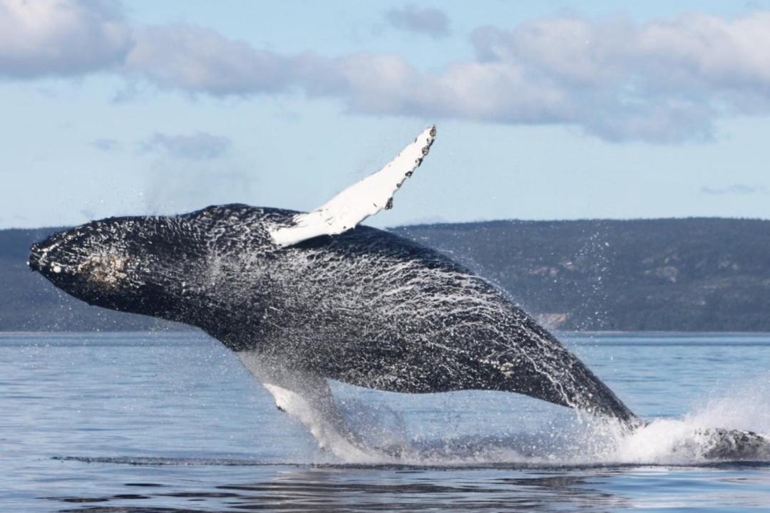 Photo of Others in Tadoussac